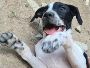 Cachorro raça SRD-ViraLata idade 2 a 6 meses nome Jade