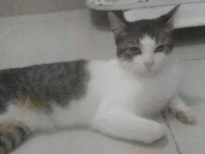 Gato raça gato idade 7 a 11 meses nome zé ramalho 