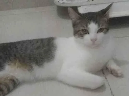 Gato ra a gato idade 7 a 11 meses nome zé ramalho 