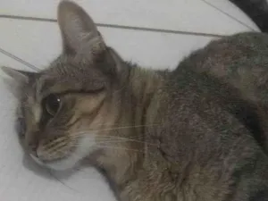 Gato raça gato  idade 1 ano nome nega 