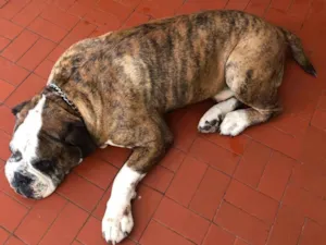 Cachorro raça Bulldog Campeiro idade 6 ou mais anos nome Pudim