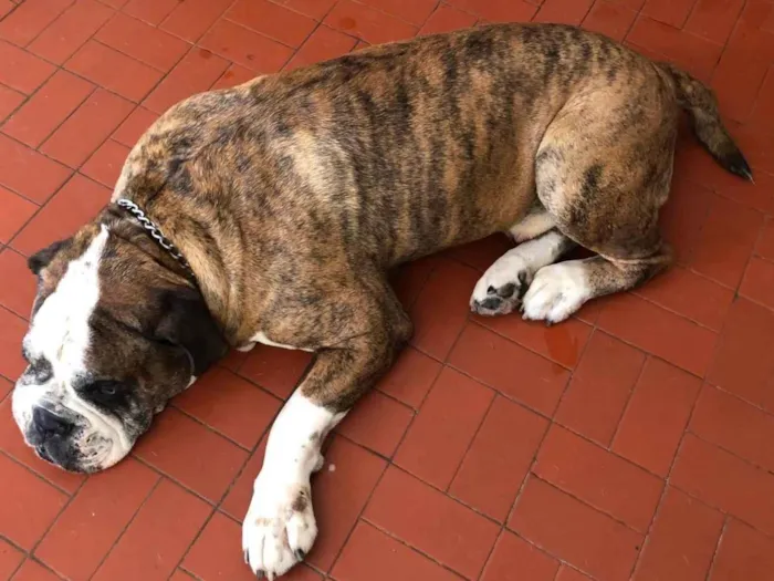 Cachorro raça Bulldog Campeiro idade 6 ou mais anos nome Pudim