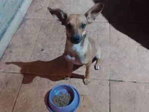 Cachorro raça SRD-ViraLata idade 7 a 11 meses nome Davi