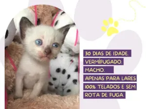 Gato raça SRD-ViraLata idade Abaixo de 2 meses nome Taylor