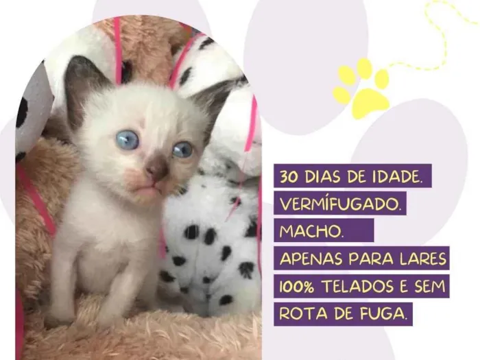 Gato raça SRD-ViraLata idade Abaixo de 2 meses nome Taylor
