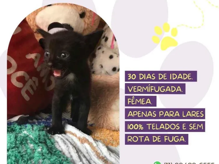 Gato raça SRD-ViraLata idade Abaixo de 2 meses nome Tamy