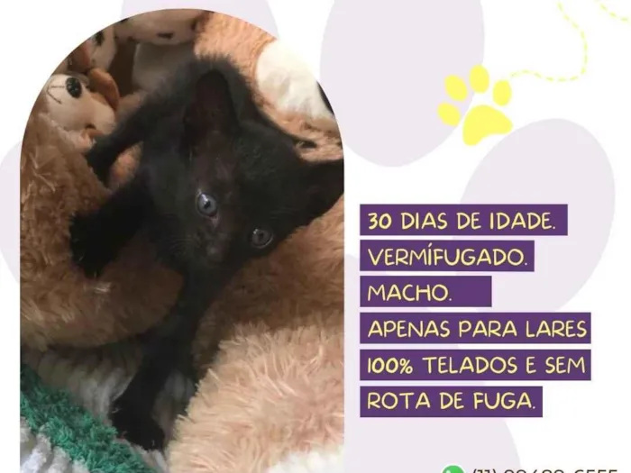 Gato raça SRD-ViraLata idade Abaixo de 2 meses nome Spock