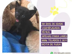 Gato raça SRD-ViraLata idade Abaixo de 2 meses nome Minerva