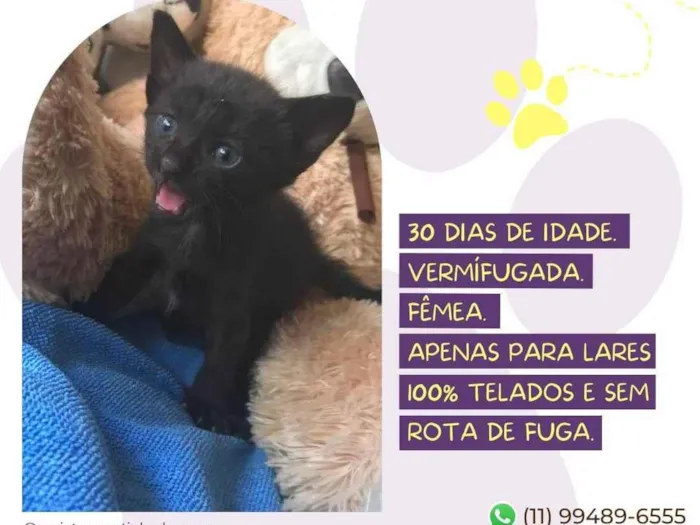 Gato raça SRD-ViraLata idade Abaixo de 2 meses nome Minerva