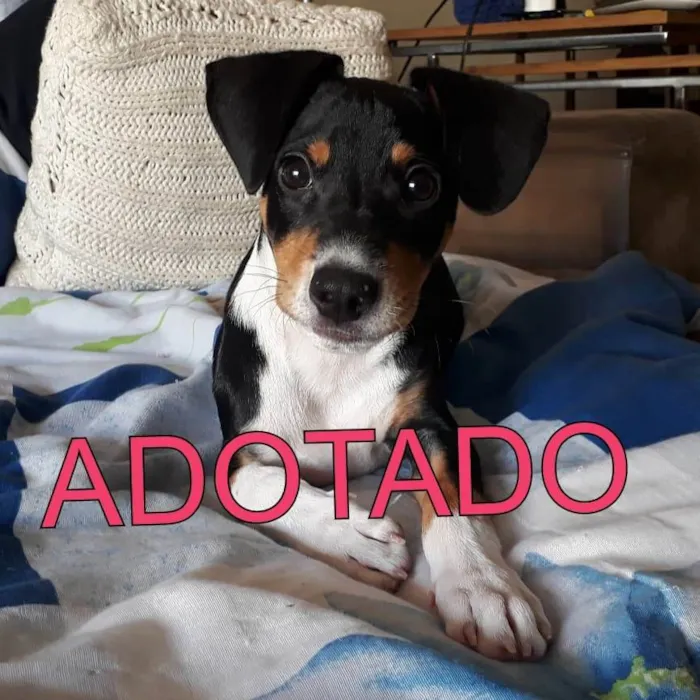 Cachorro raça SRD-ViraLata idade 2 a 6 meses nome Floki