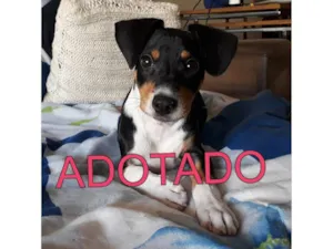 Cachorro raça SRD-ViraLata idade 2 a 6 meses nome Floki