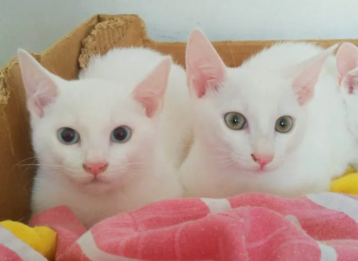 Gato raça SRD idade 2 a 6 meses nome Olef, Ingrid, Alice e Enrik 