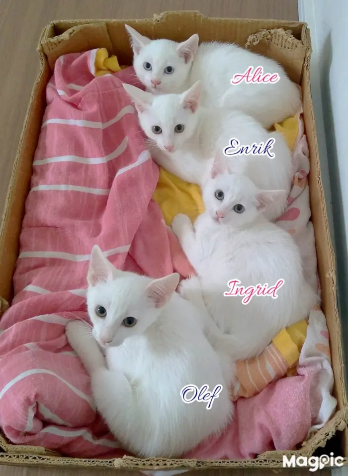 Gato raça SRD idade 2 a 6 meses nome Olef, Ingrid, Alice e Enrik 