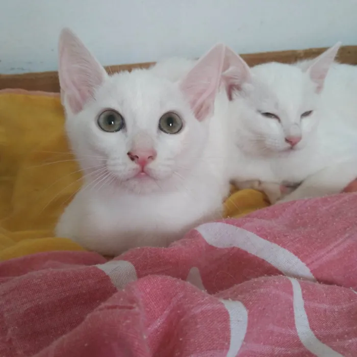 Olef, Ingrid, Alice e Enrik 