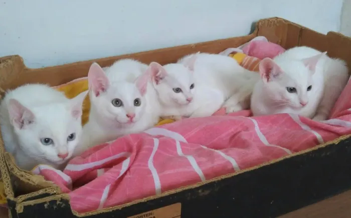 Gato raça SRD idade 2 a 6 meses nome Olef, Ingrid, Alice e Enrik 