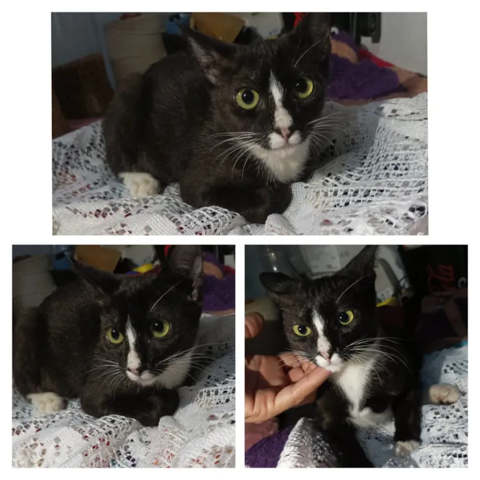 Gato raça SRD-ViraLata idade 2 a 6 meses nome Alice 