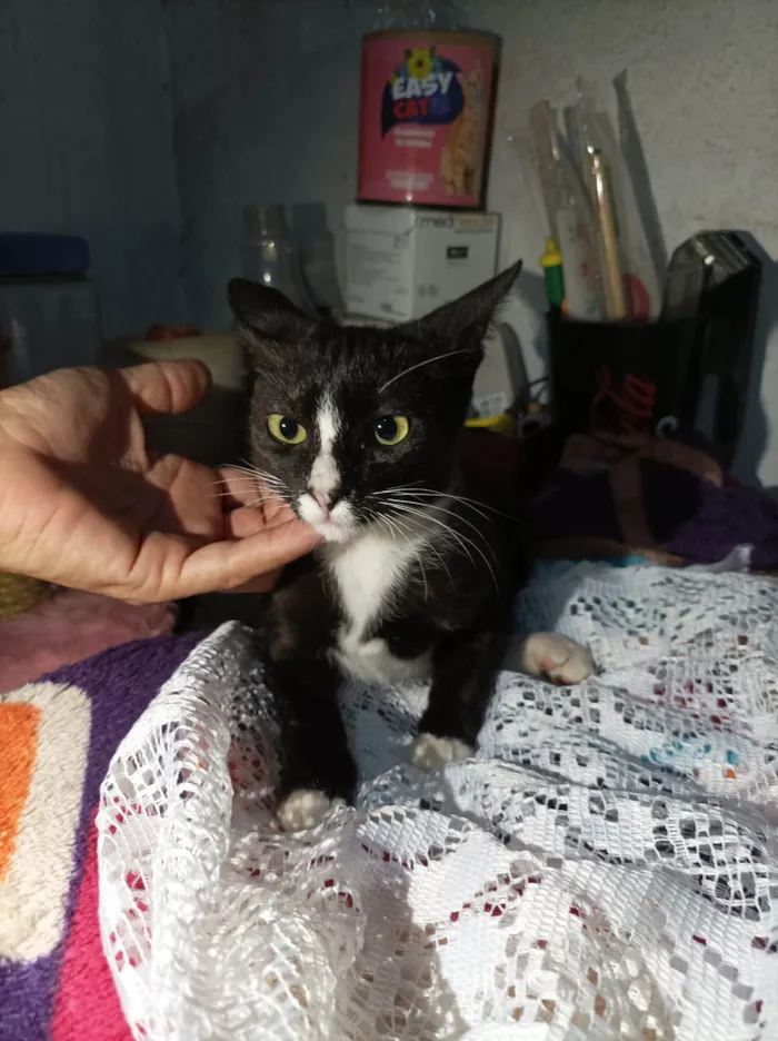 Gato raça SRD-ViraLata idade 2 a 6 meses nome Alice 