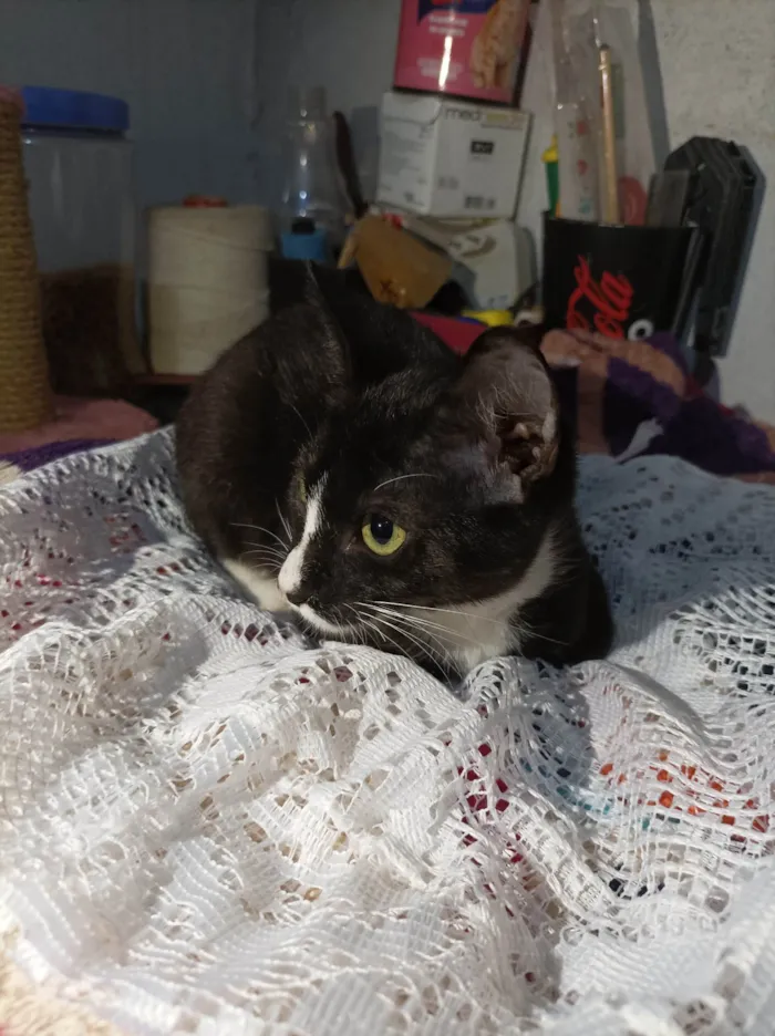 Gato raça SRD-ViraLata idade 2 a 6 meses nome Alice 