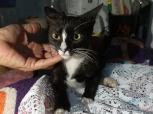 Gato raça SRD-ViraLata idade 2 a 6 meses nome Alice 