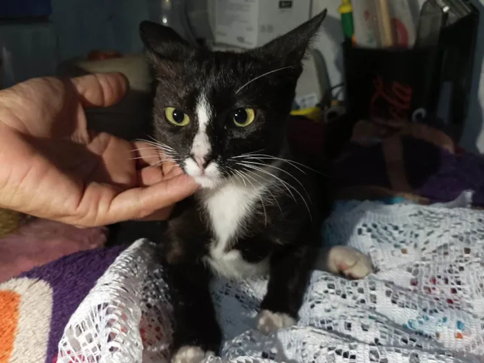 Gato raça SRD-ViraLata idade 2 a 6 meses nome Alice 