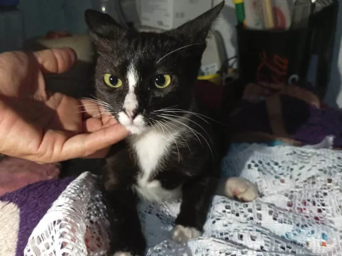 Gato raça SRD-ViraLata idade 2 a 6 meses nome Alice 