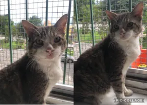 Gato raça srd idade 6 ou mais anos nome Kiko