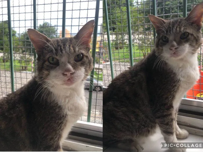 Gato raça srd idade 6 ou mais anos nome Kiko