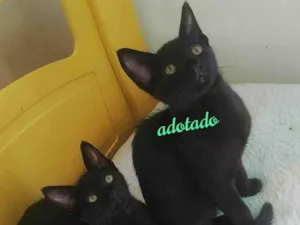 Gato raça srd idade 2 a 6 meses nome Pipoca 