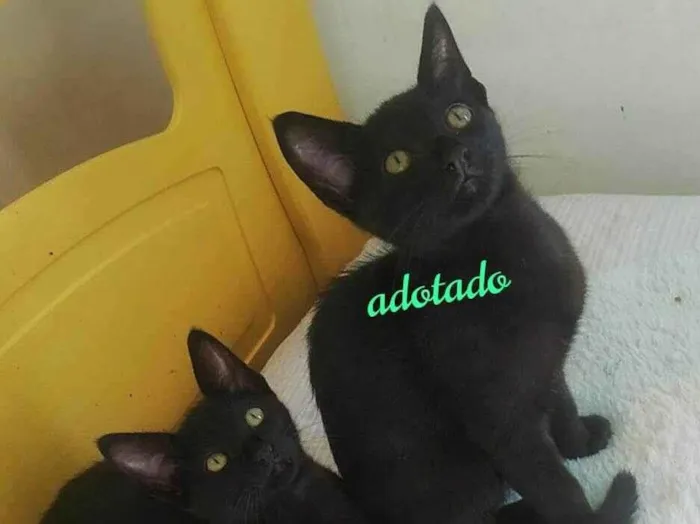 Gato raça srd idade 2 a 6 meses nome Pipoca 
