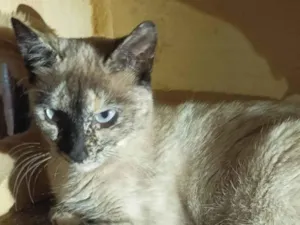 Gato raça Sem raça  idade 7 a 11 meses nome Lola