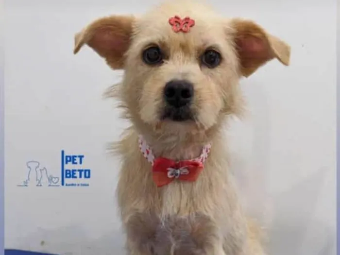 Cachorro raça SRD-ViraLata idade 2 anos nome Valentina 