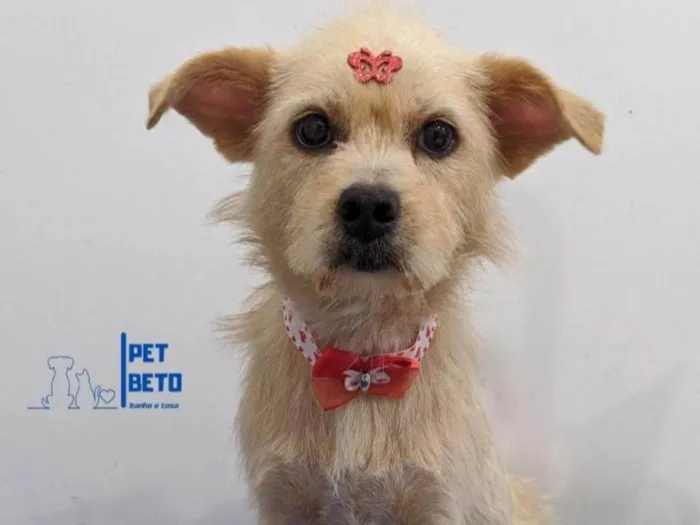 Cachorro raça SRD-ViraLata idade 2 anos nome Valentina 