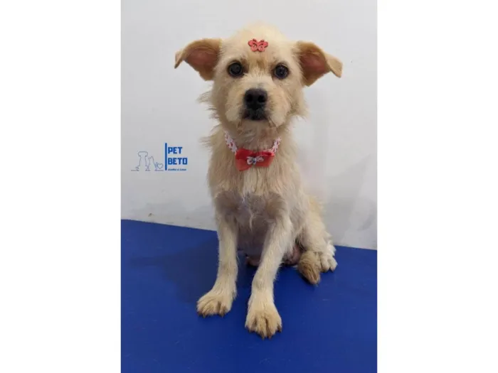 Cachorro raça SRD-ViraLata idade 2 anos nome Valentina 