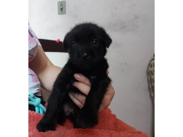 Cachorro raça SRD-ViraLata idade Abaixo de 2 meses nome Cirius Black 