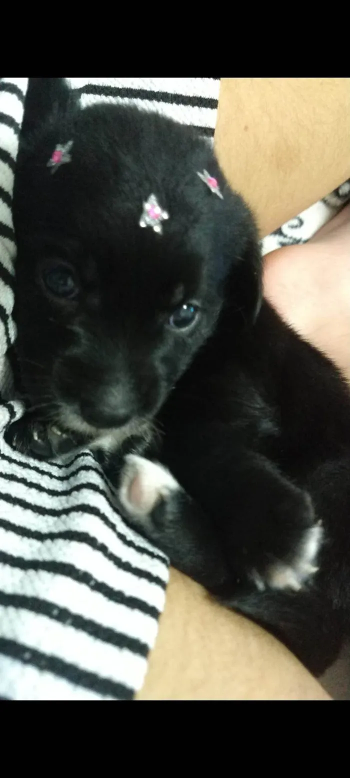 Cachorro raça SRD-ViraLata idade Abaixo de 2 meses nome Eliza