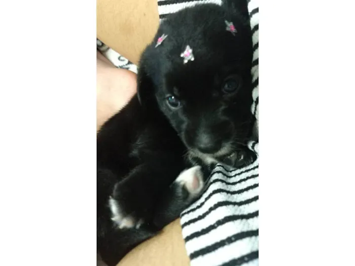 Cachorro raça SRD-ViraLata idade Abaixo de 2 meses nome Eliza