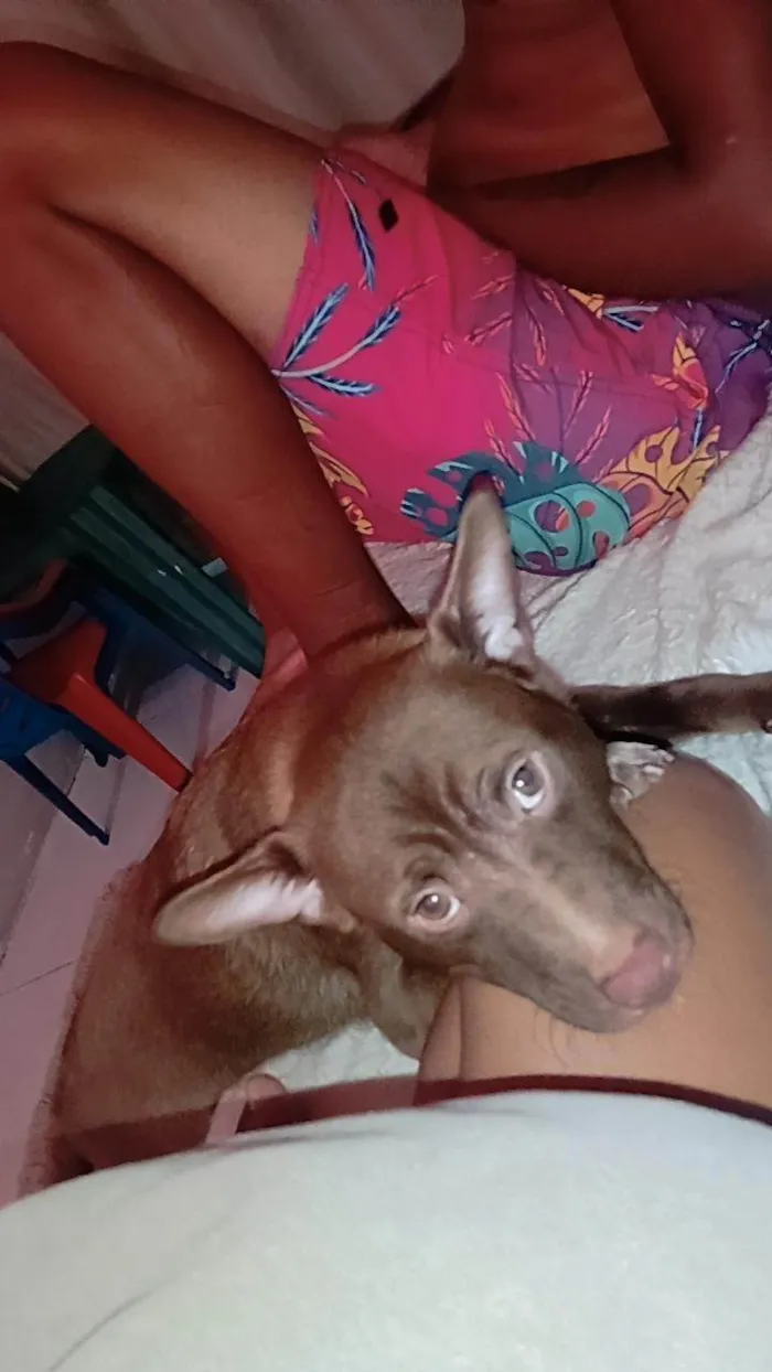 Cachorro ra a Vira lata idade 1 ano nome Duck