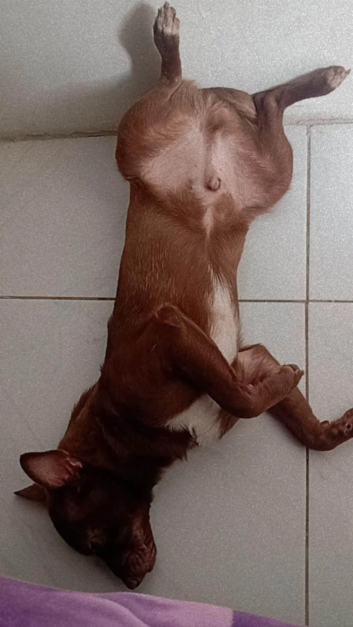 Cachorro ra a Vira lata idade 1 ano nome Duck