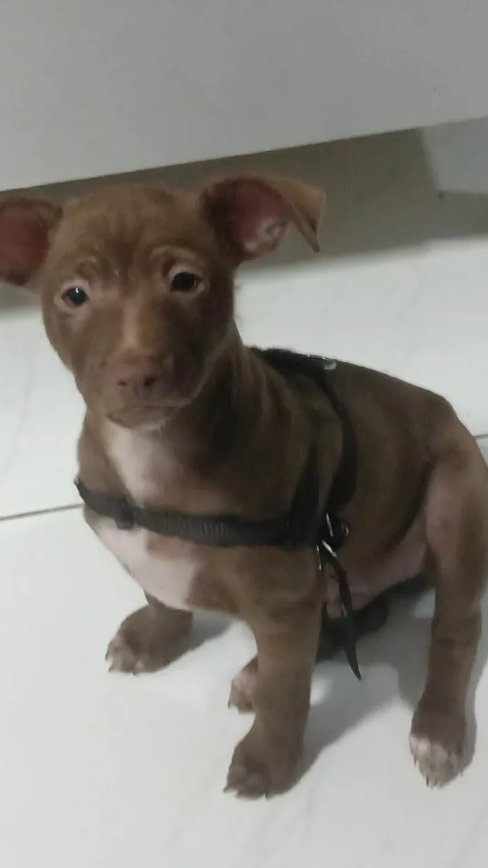 Cachorro ra a Vira lata idade 1 ano nome Duck