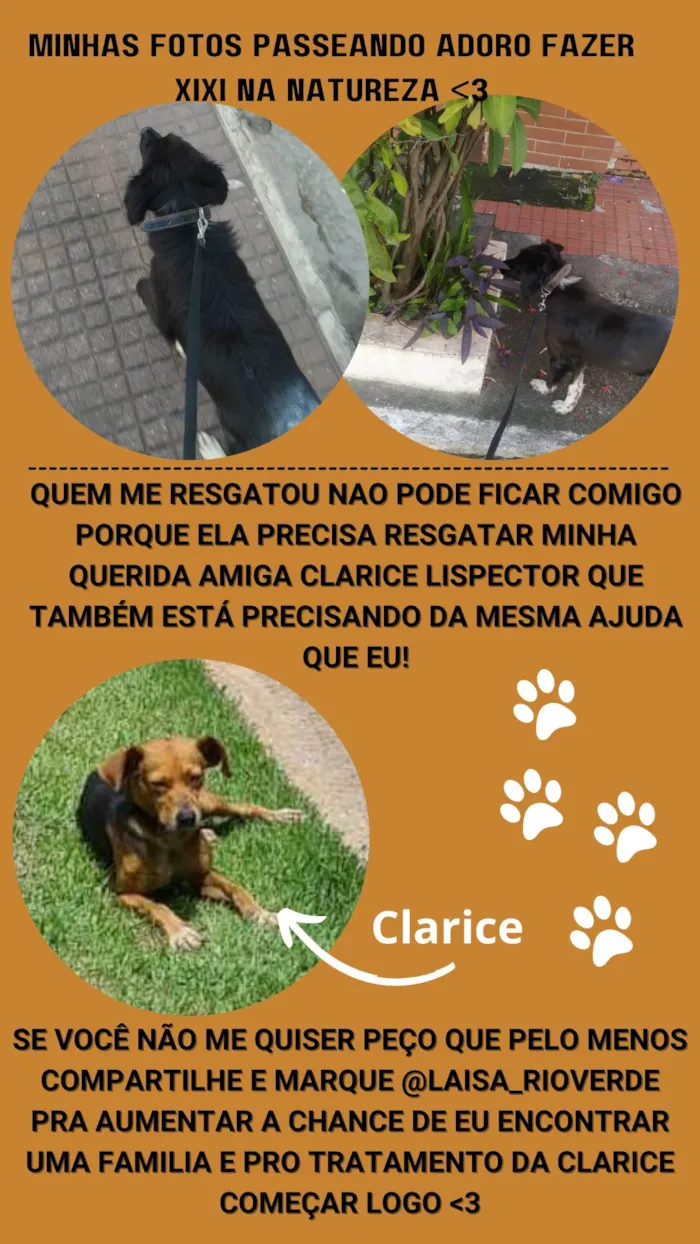 Cachorro ra a SRD-ViraLata idade 3 anos nome Carlos Drummond