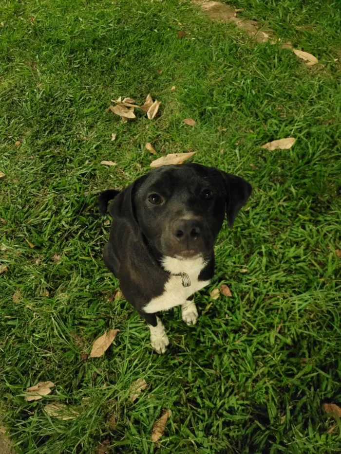 Cachorro ra a SRD-ViraLata idade 2 a 6 meses nome T'Challa