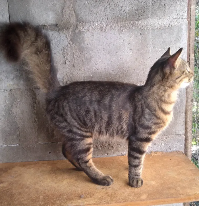 Gato ra a SRD-ViraLata idade 2 a 6 meses nome Gatinho Pavão  ADOTADOOOOO