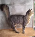 Gatinho Pavão ADOTADOOOOO