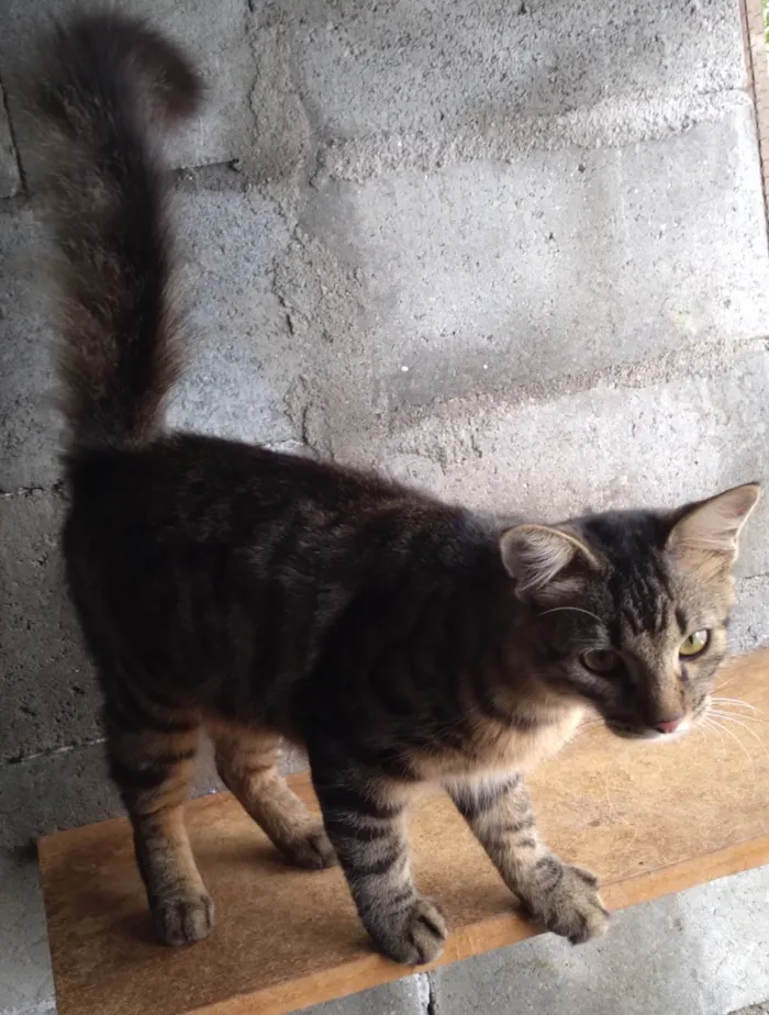 Gato ra a SRD-ViraLata idade 2 a 6 meses nome Gatinho Pavão  ADOTADOOOOO