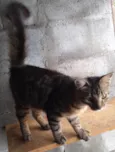 Gatinho Pavão ADOTADOOOOO