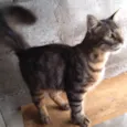 Gatinho Pavão ADOTADOOOOO