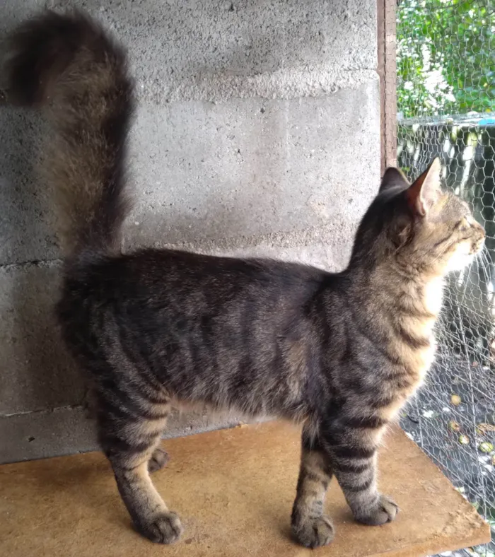 Gato ra a SRD-ViraLata idade 2 a 6 meses nome Gatinho Pavão  ADOTADOOOOO
