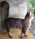 Gatinho Pavão ADOTADOOOOO