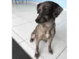 Catarina