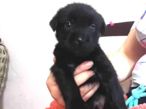 Cachorro raça SRD-ViraLata idade Abaixo de 2 meses nome Cirius Black 